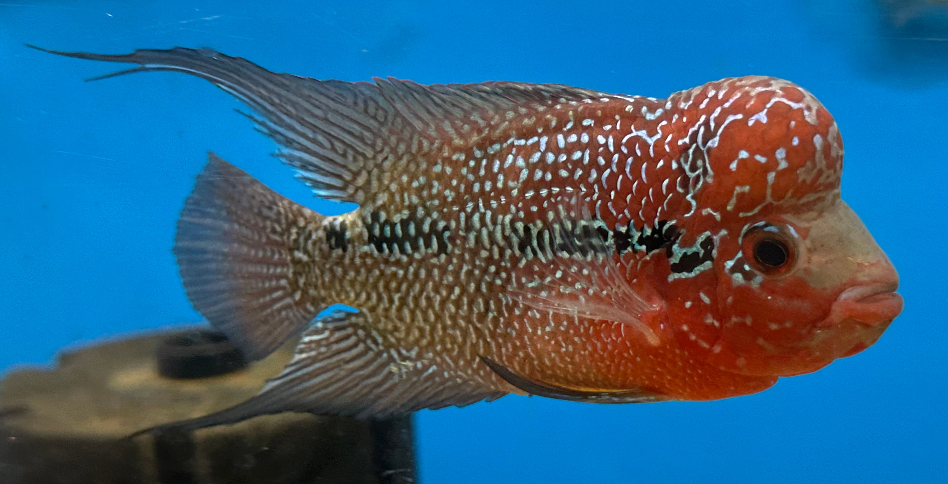 Super Red Dragon Flowerhorn (4”)