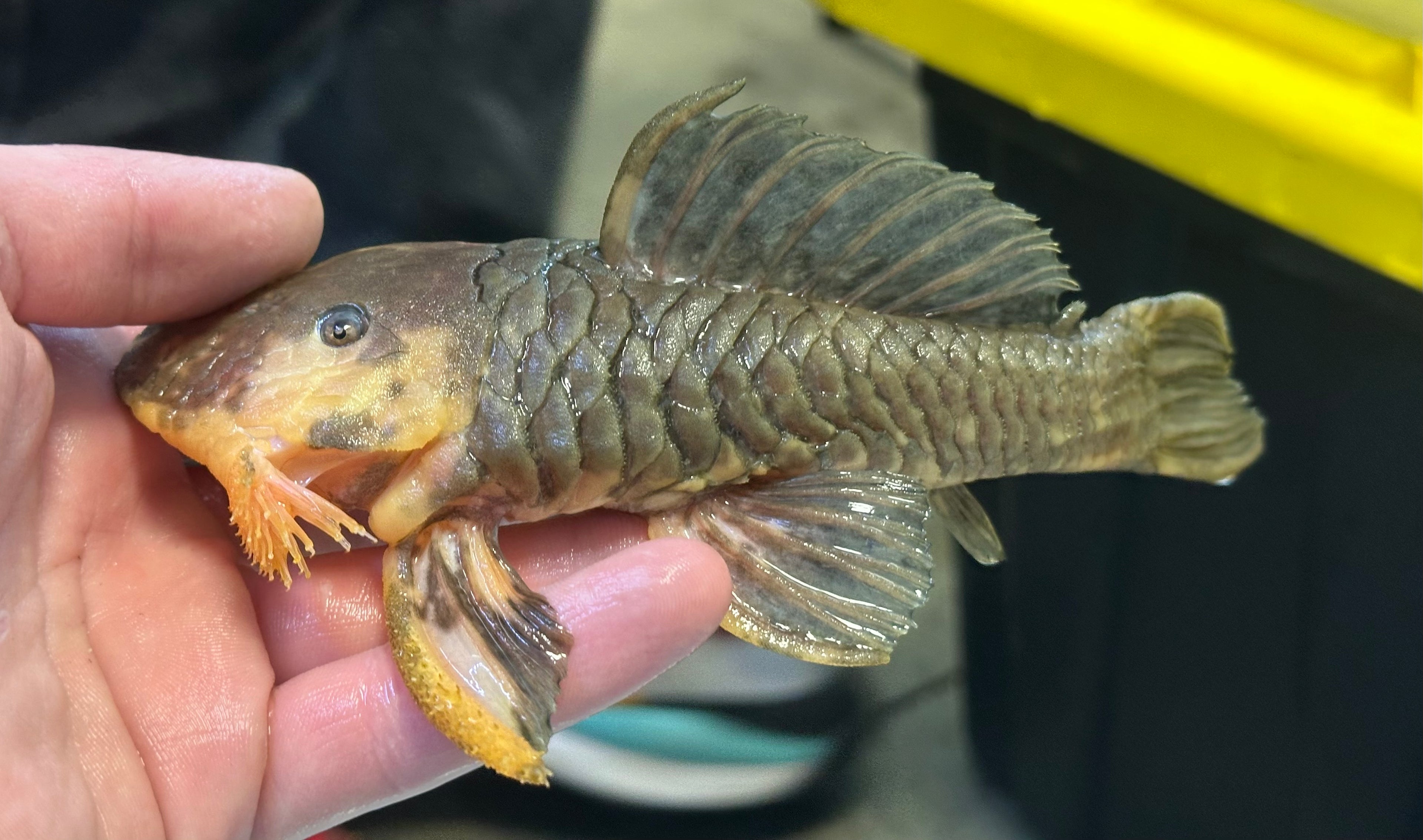 Black/Yellow L056 Chubby Pleco (6-7”)