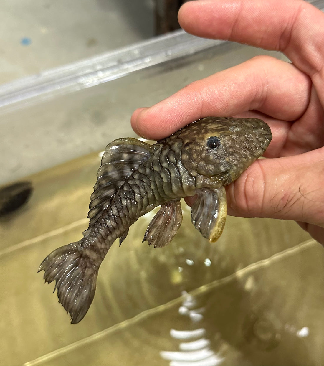 L056 Yellow/Black Chubby Pleco (4”)