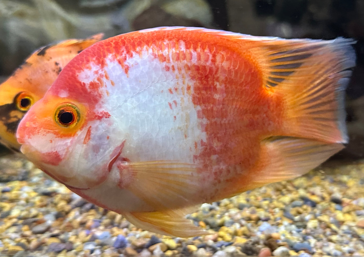 Red/White Parrot (5”)