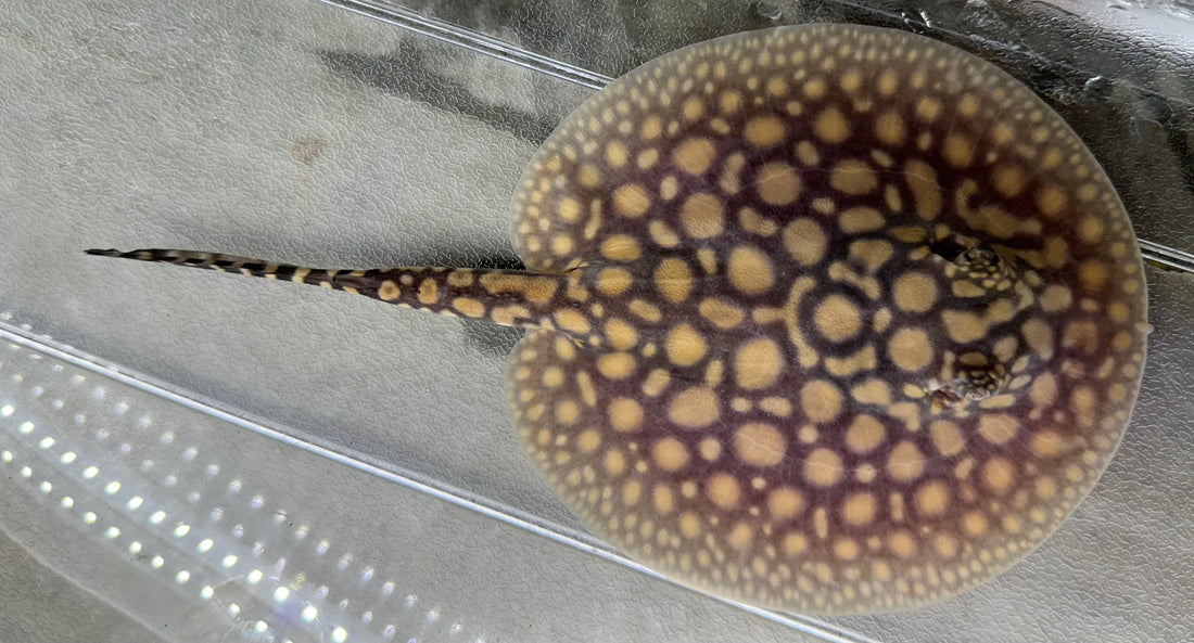 Black Diamond Hybrid Stingray (Male 6”)