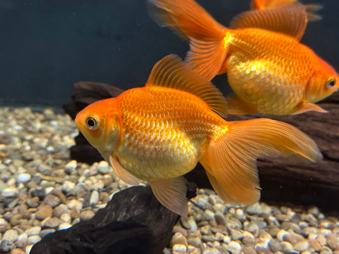 Ryukin Goldfish (5”)
