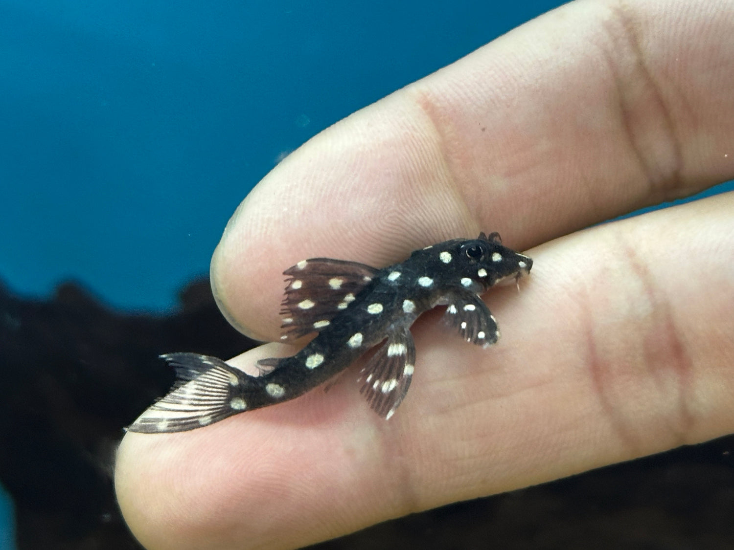 Snowball Pleco (1.5”)