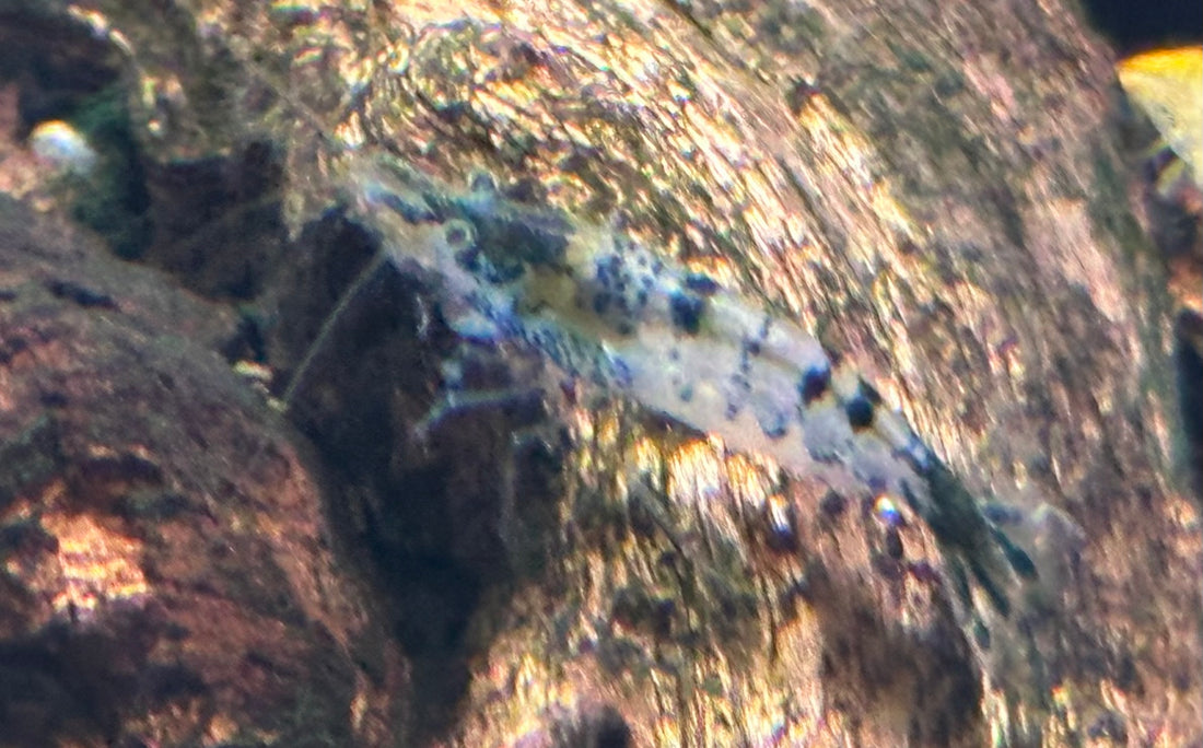 Blue Carbon Rili Shrimp (.75”)