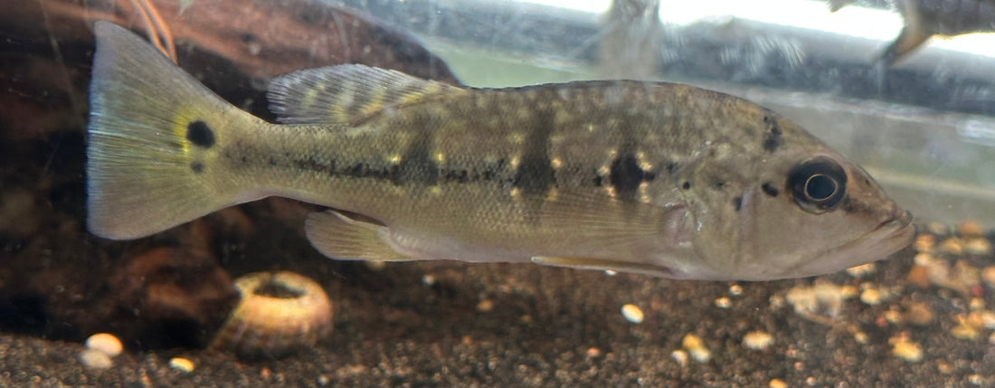 Orino Peacock Bass (6”)