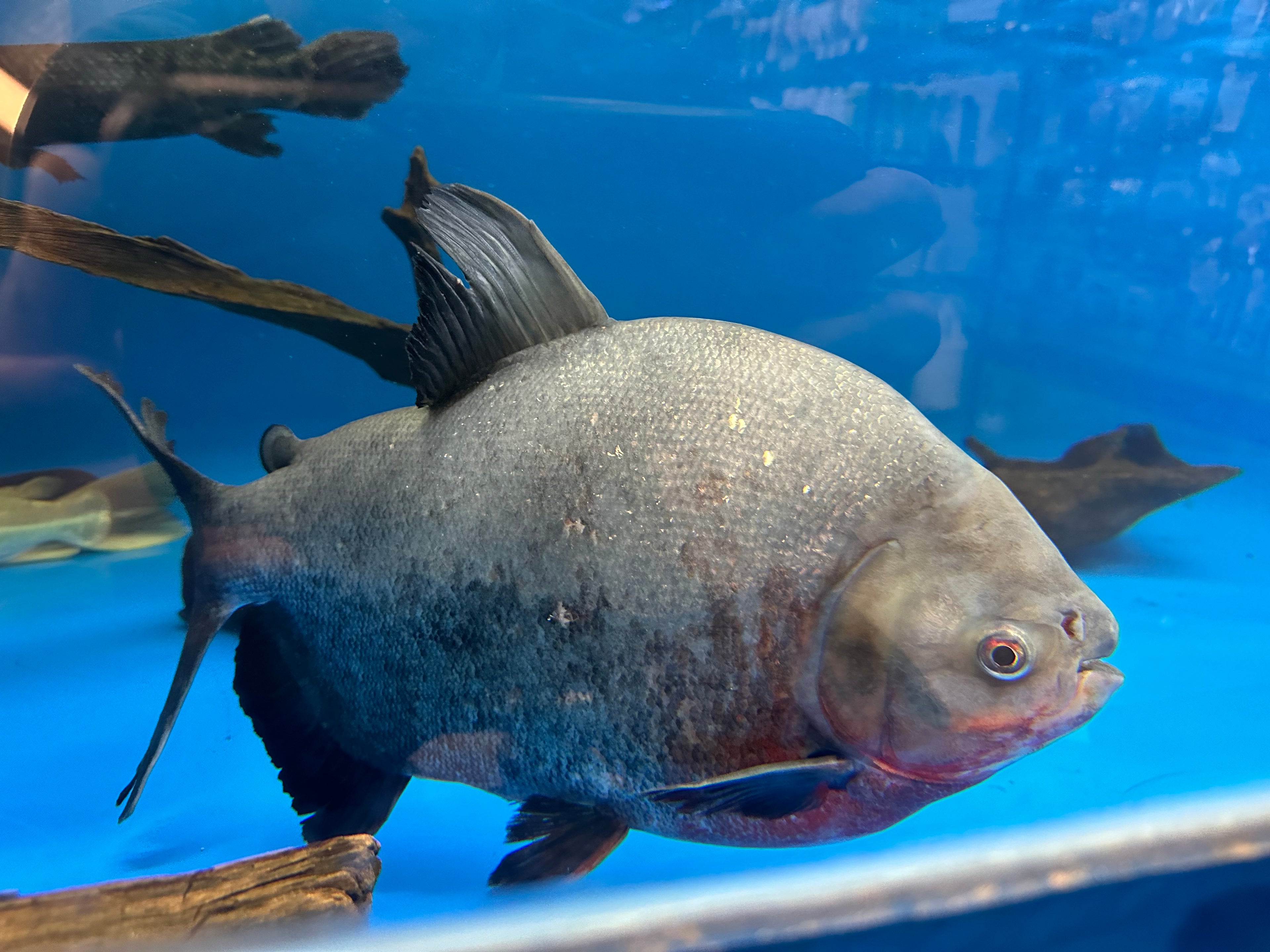 XL Pacu (18”+)