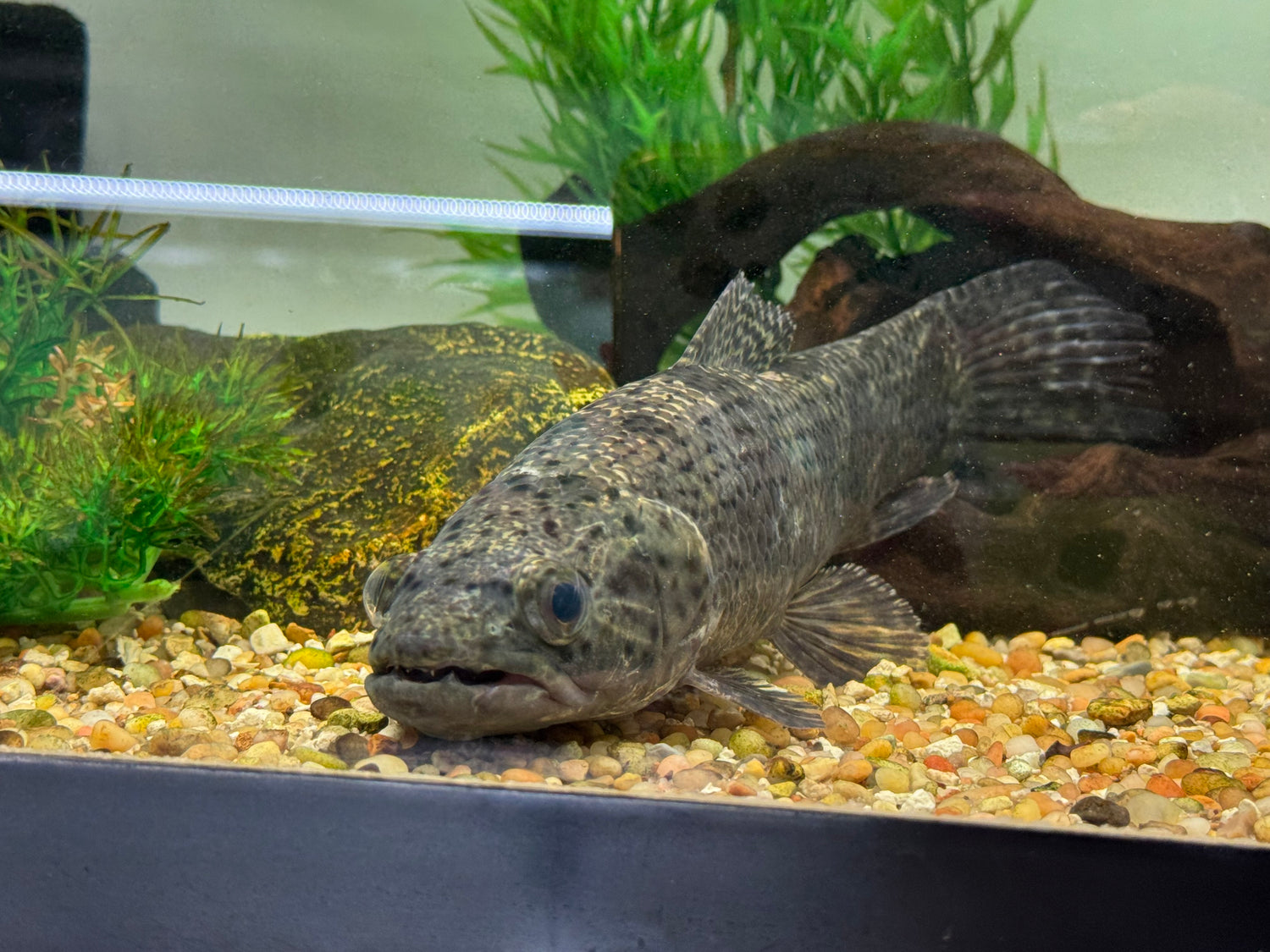 XL Aimara Wolffish (9-10”)