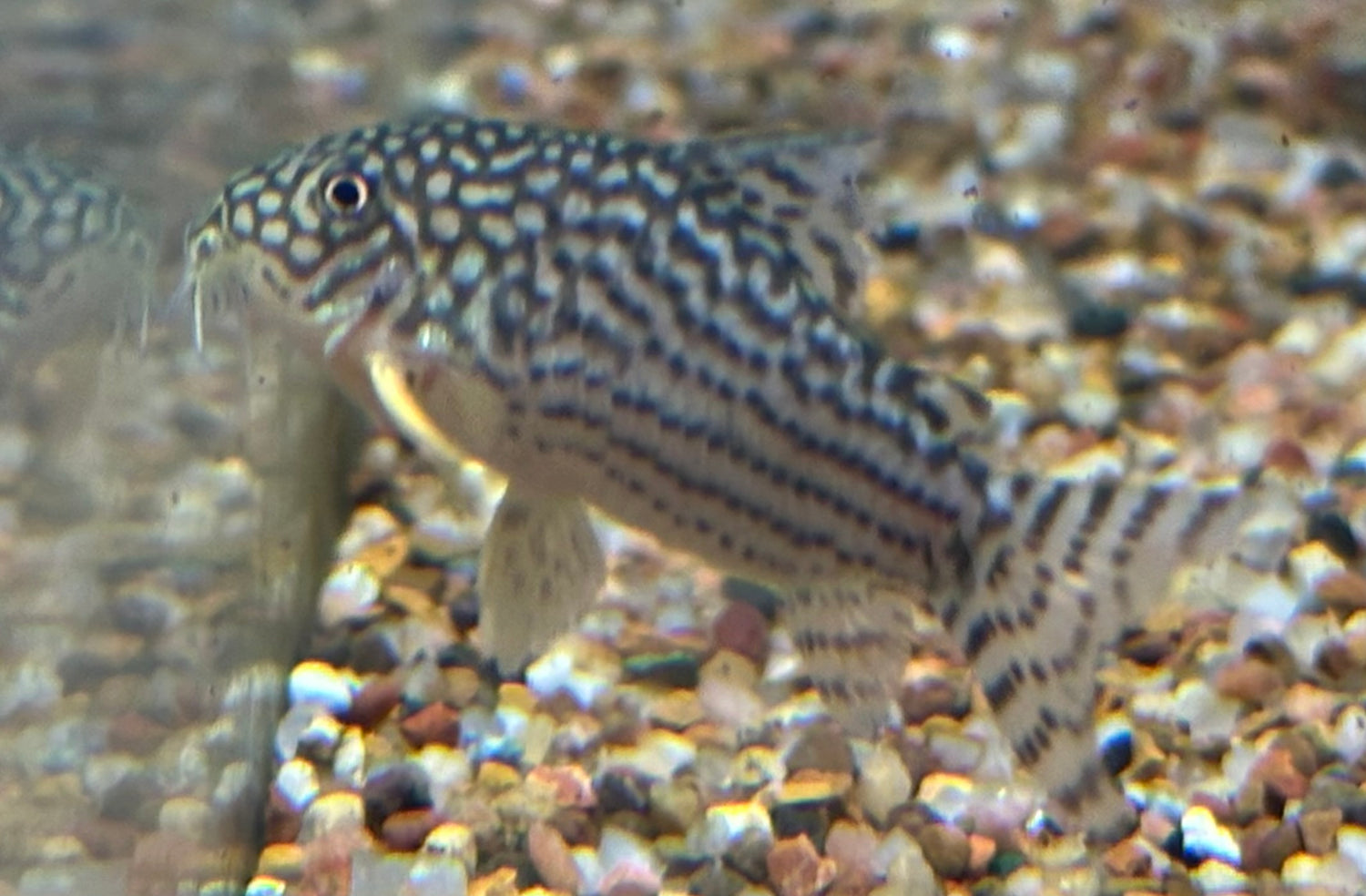Jumbo Sterbai Cory (1.75-2”)