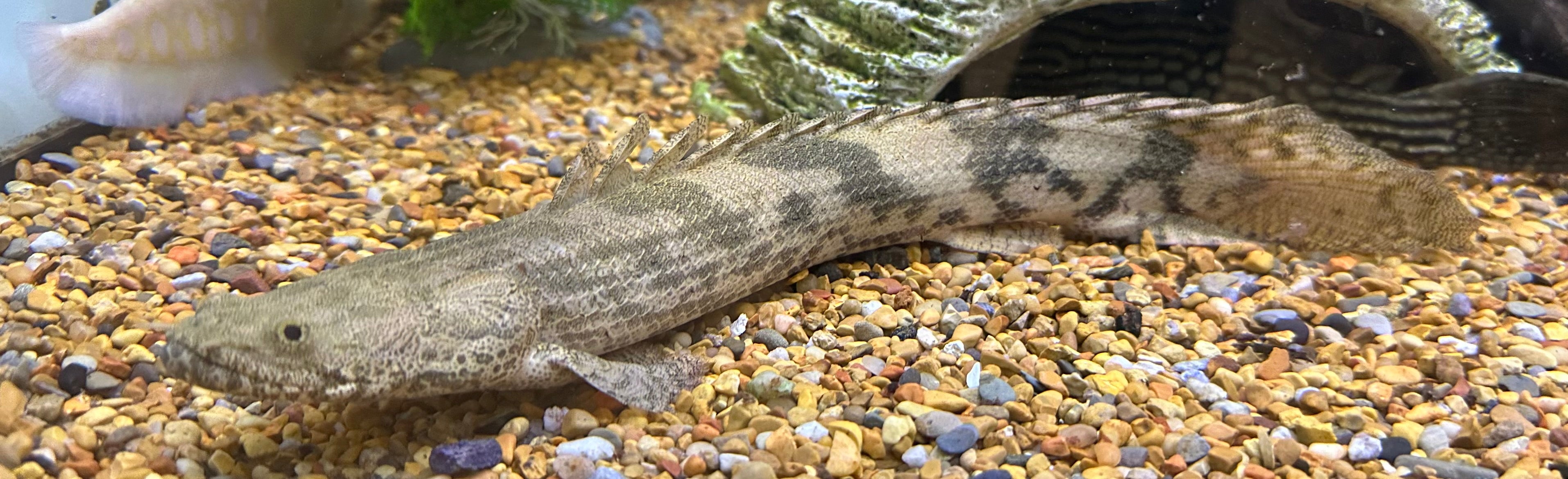 XL Endlicheri Polypterus (15-16”+)