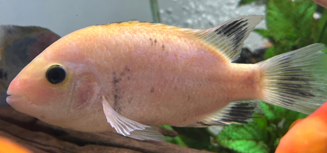 Catameco Vieja Cichlid (5-5.5”)