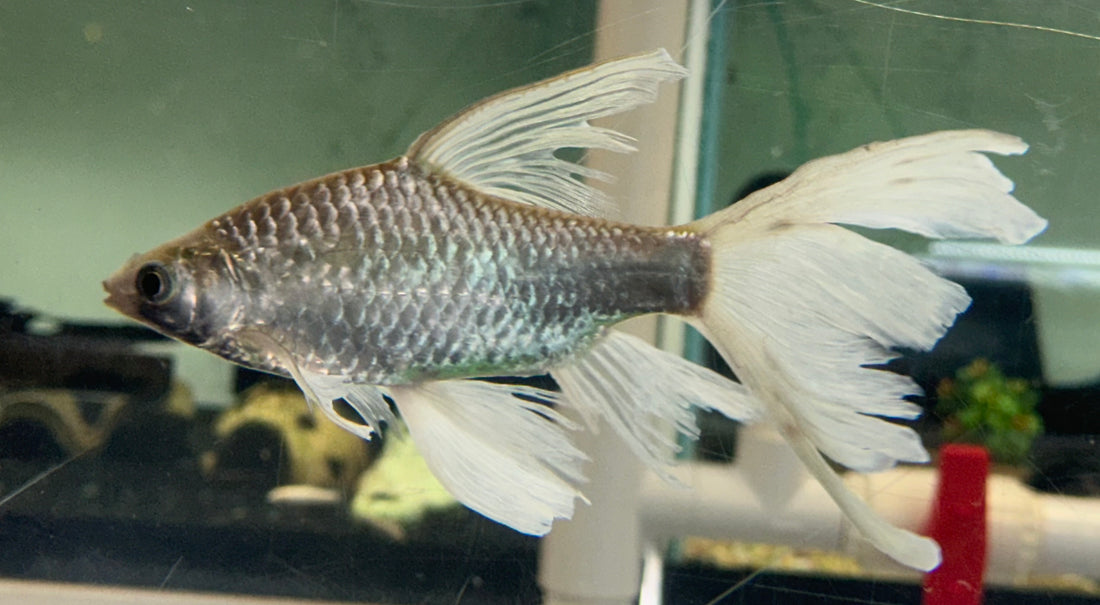 Longfin Silver Barb (6-7”)