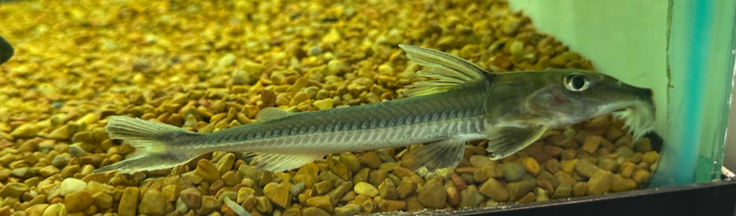 Large Peruvian Sturgeon Catfish (6”)