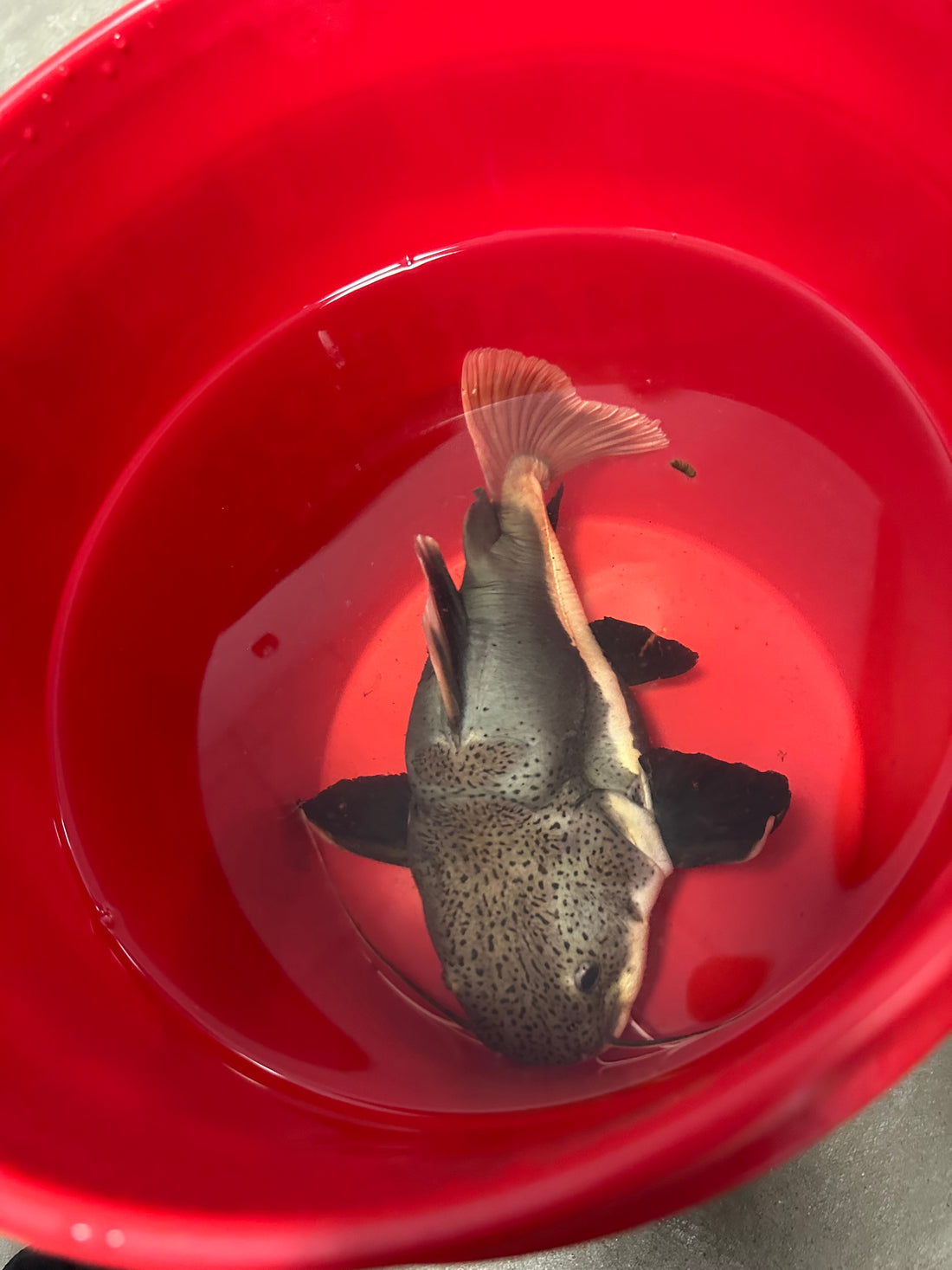 AA Grade XL Shortbody Redtail Catfish (12”)