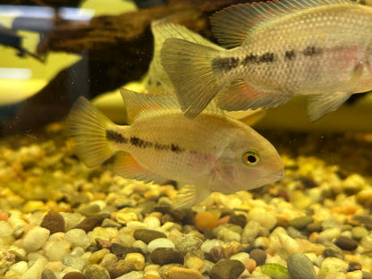 Breidohri Vieja Cichlid (3”+)