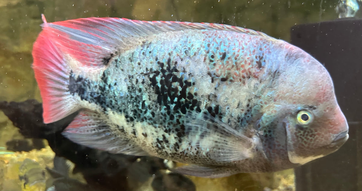 XL Marble Fenestratus Vieja Cichlid (8.5-9”)