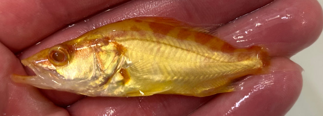 Baby Albino Chinese Perch (2.5-2.75”)