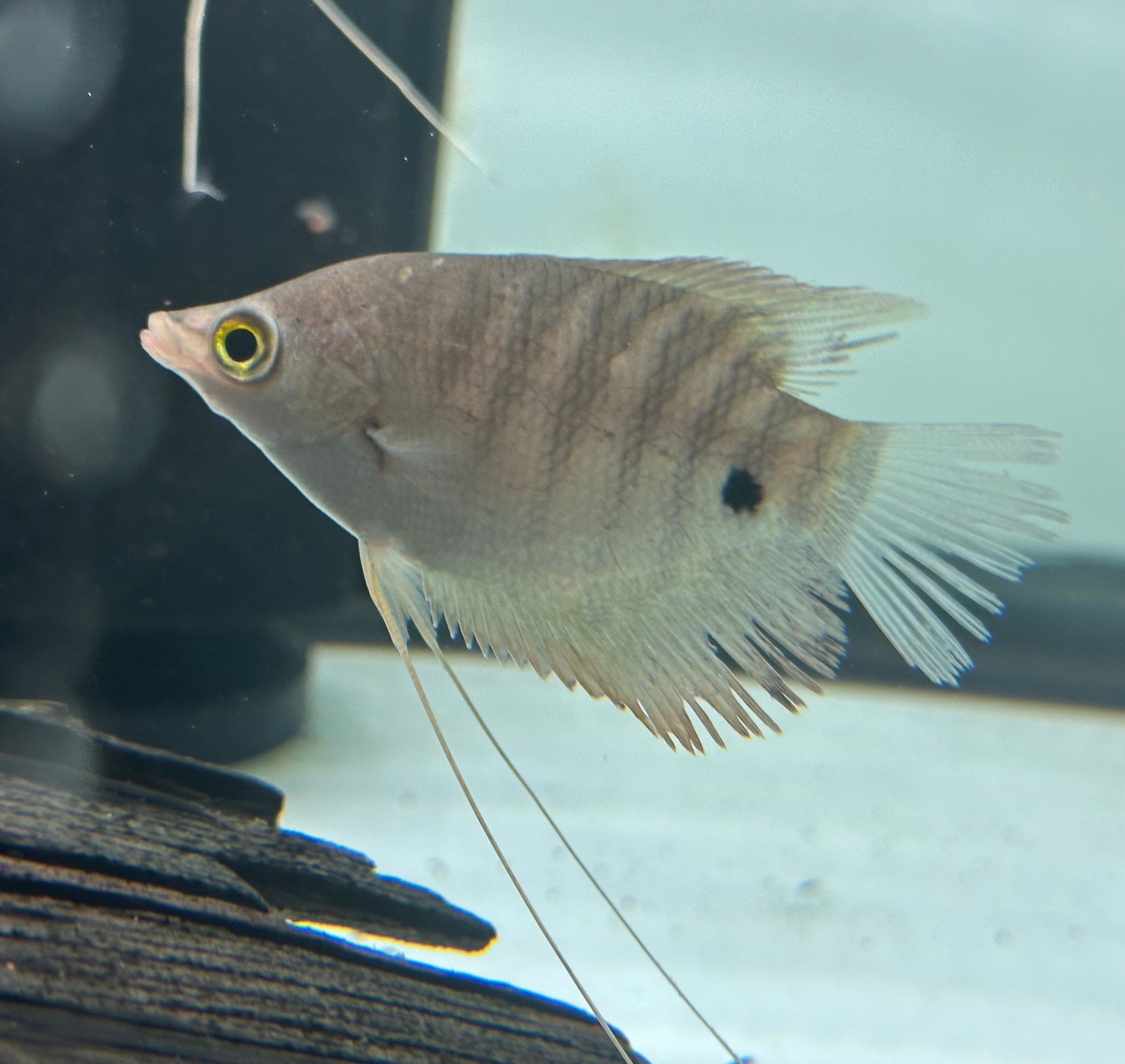 Red Tiger Gourami (3”)