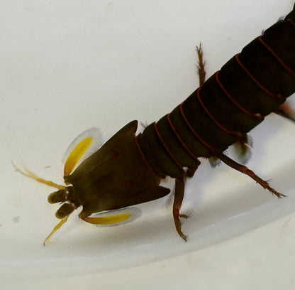 Baby Peacock Mantis Shrimp (2-2.5”)