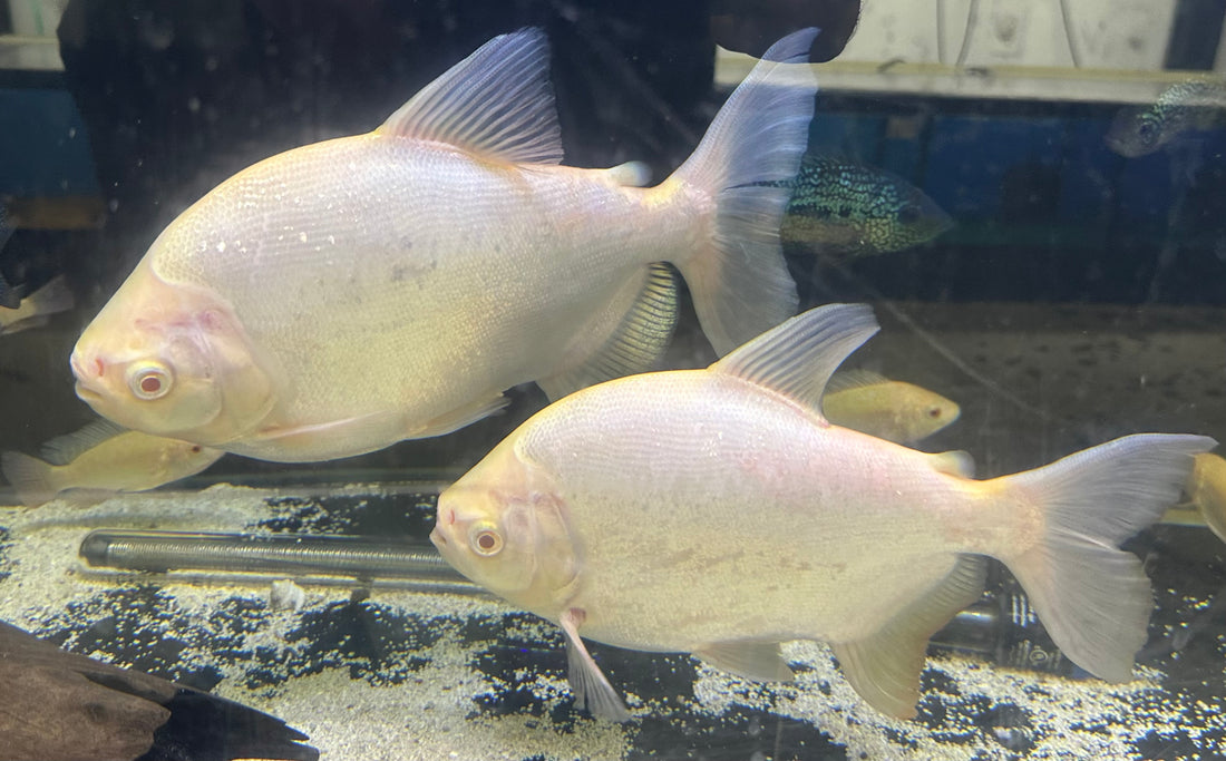 Large Albino Pacu (9-10”)