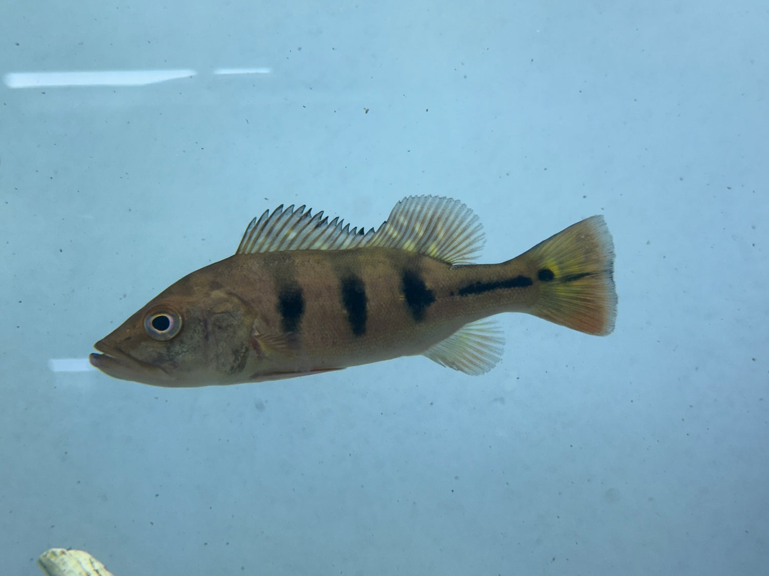 Ocellaris Peacock Bass (4.5-5”)