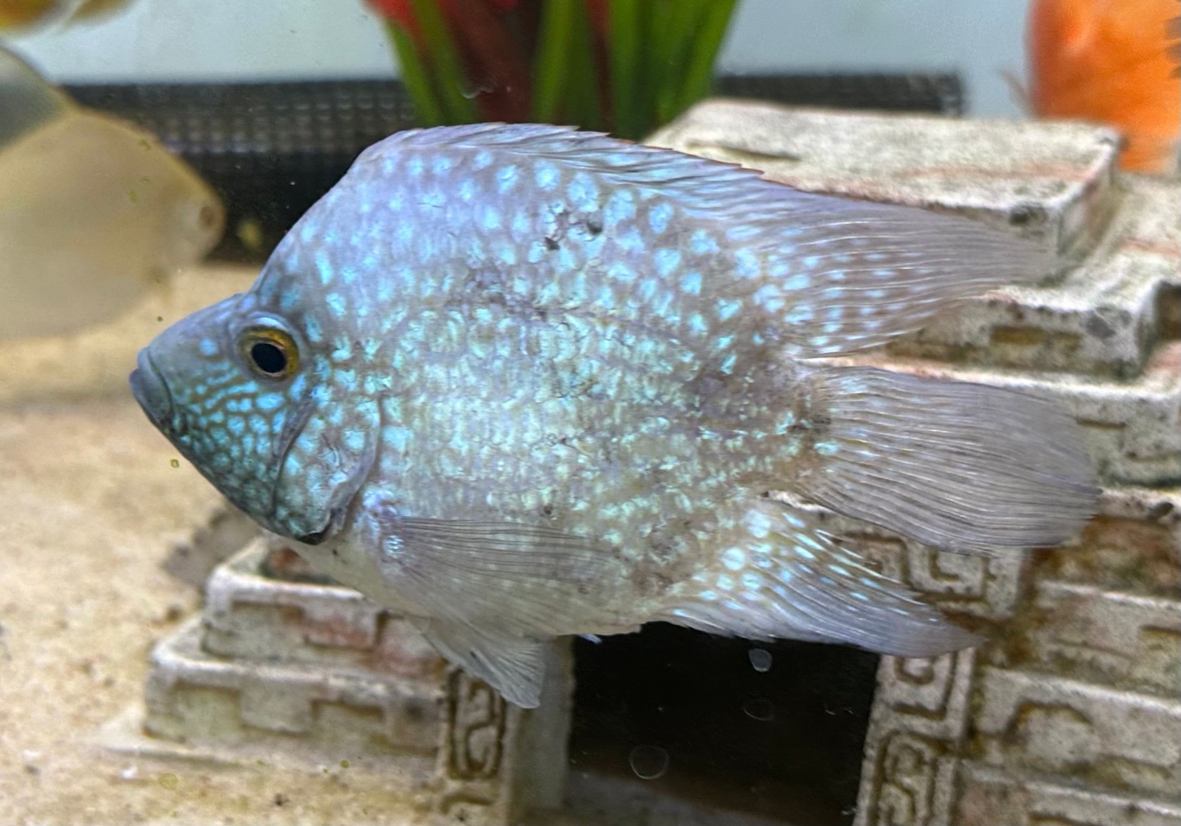 Shortbody Carpintis Cichlid (4.5”)