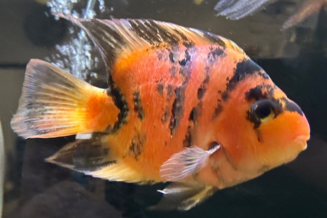 XL Red Tiger Parrot (7”)