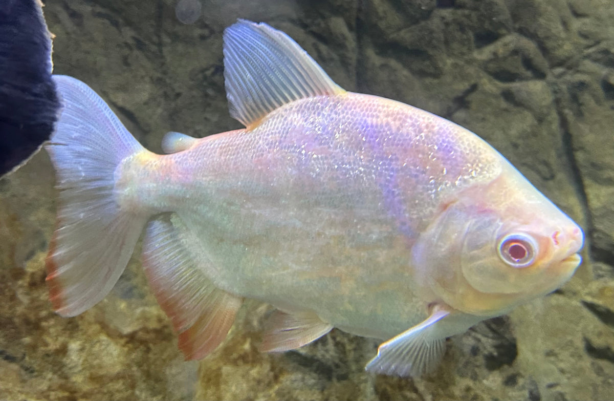 Large Shortbody Albino Pacu (7-8”)