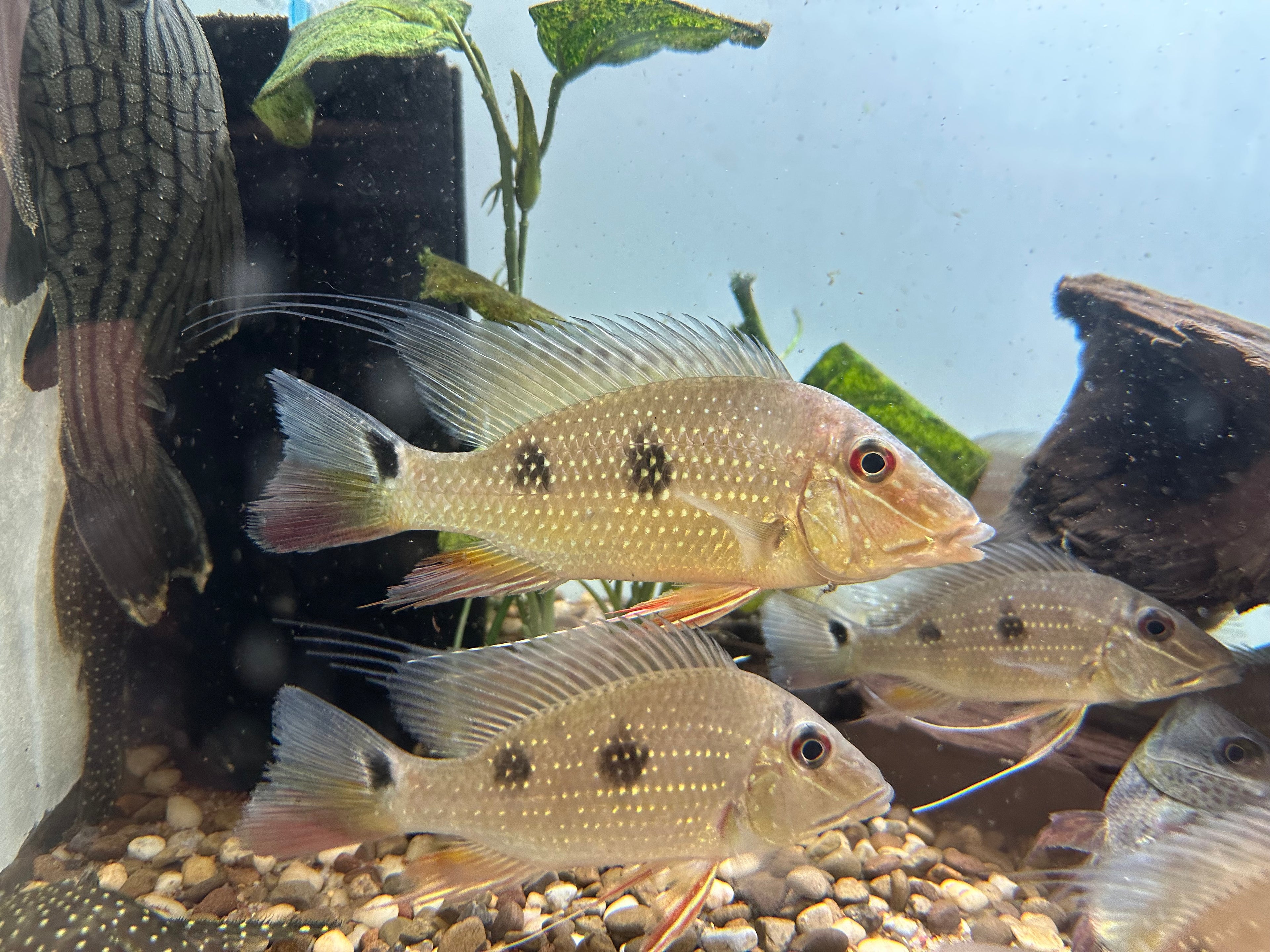 Daemon Geophagus Cichlid (5”+)