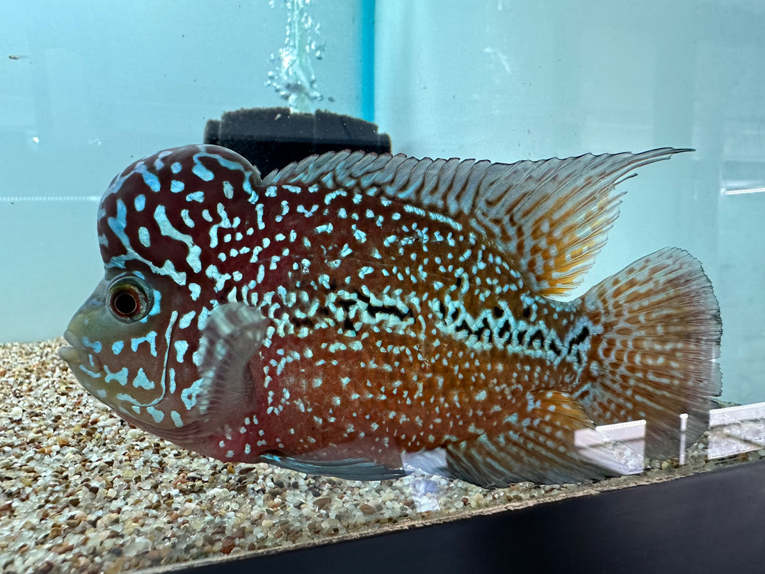 A Grade Red King Kamfa (5”)