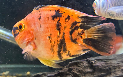 Tiger Parrot (4.5-5”)