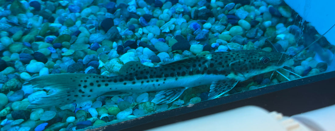 Hybrid Tiger Shovelnose Catfish (5”)