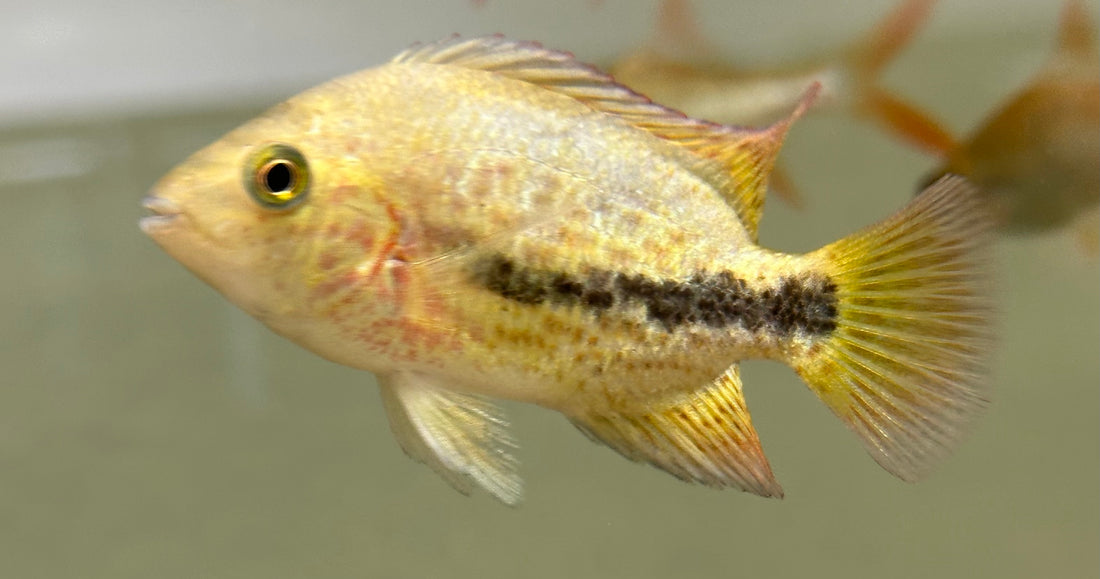 Rio Chacamax Bifasciatus Vieja (3”)