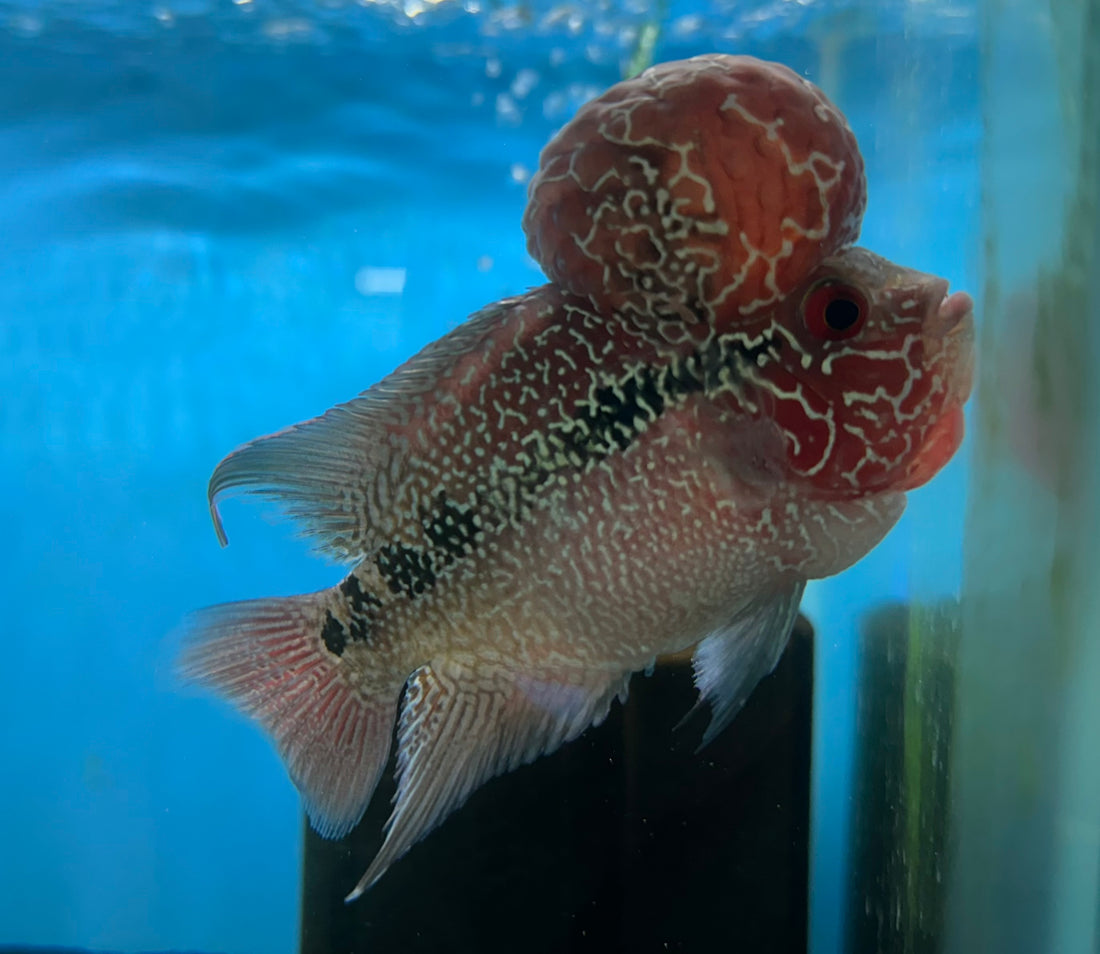 Super Red Dragon Flowerhorn (4”)