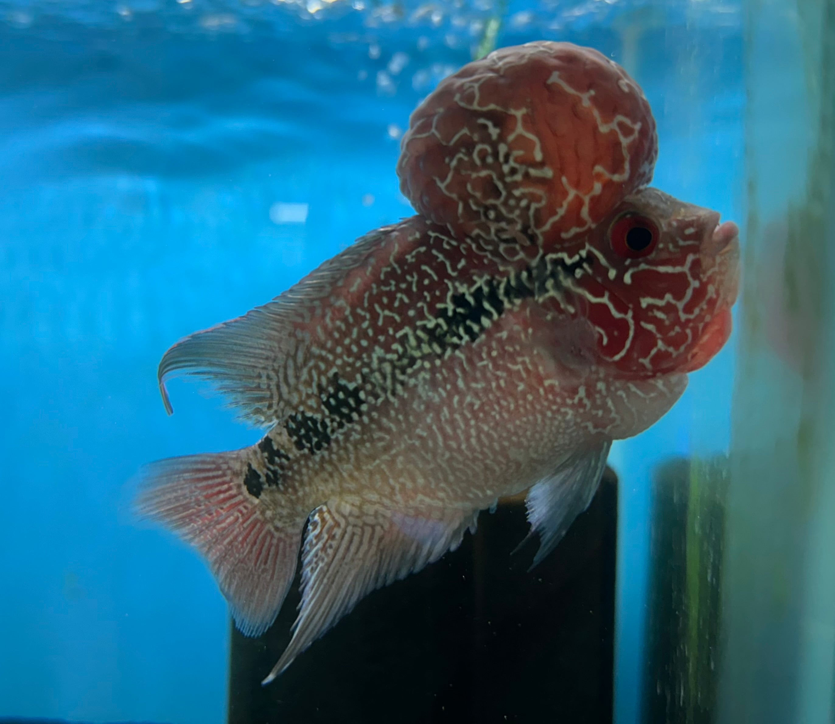 Super Red Dragon Flowerhorn (4”)