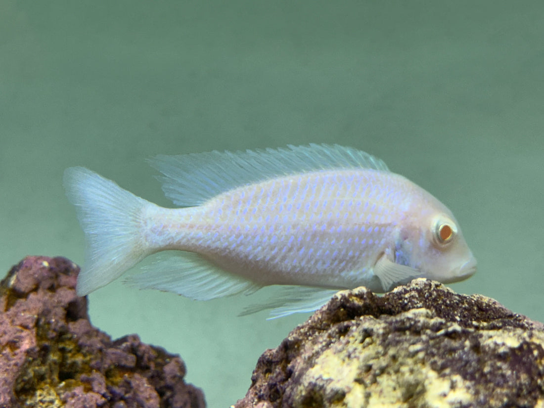 Albino Blue Dolphin Cichlid (4.5-5”)