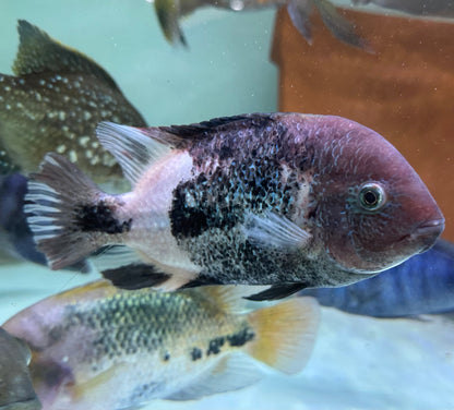 LARGE Marble Fenestratus Vieja Cichlid (6.5-7”)