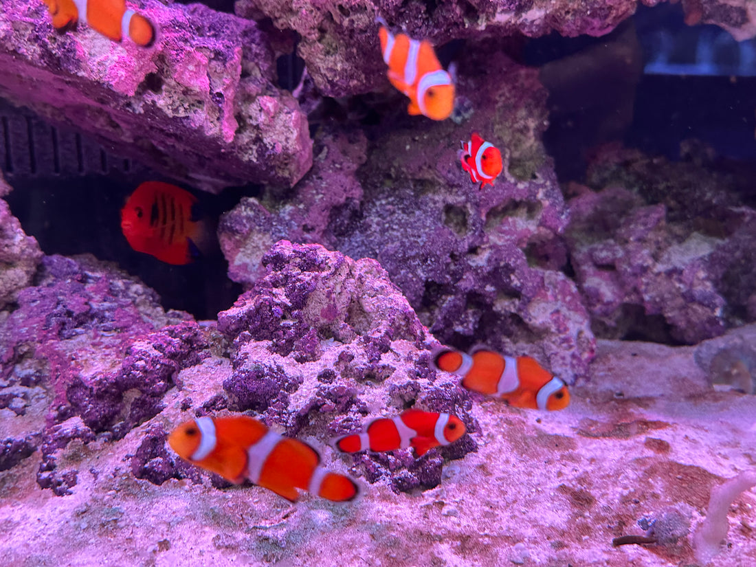 Ocellaris Clown Fish (1.5”)