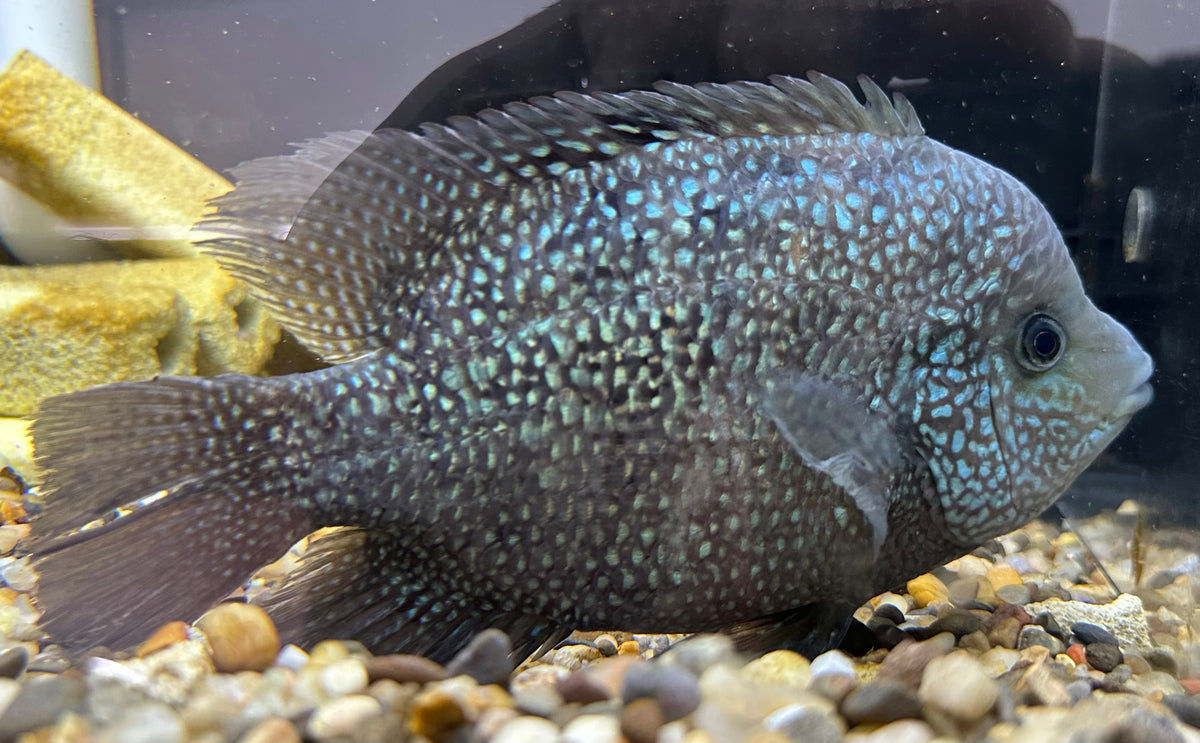 XL Hybrid Texas Cichlid (8-9”)