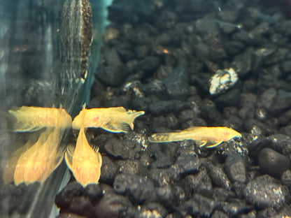 Baby Albino Bushynose Pleco (.75-1”)