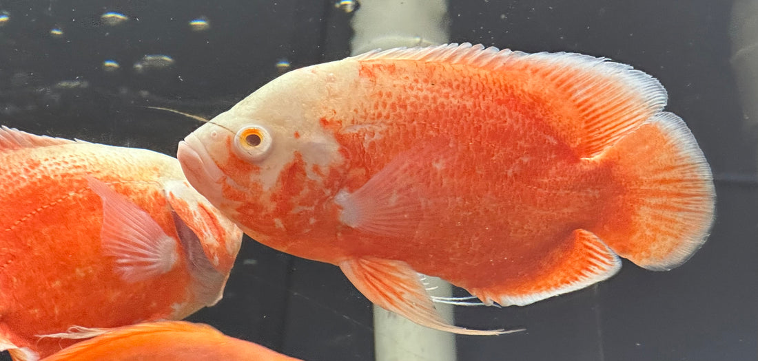 LARGE Fire Red Oscar (6”+)