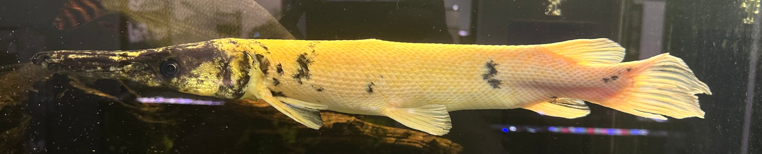 Gold Marble Alligator Gar (20”+)