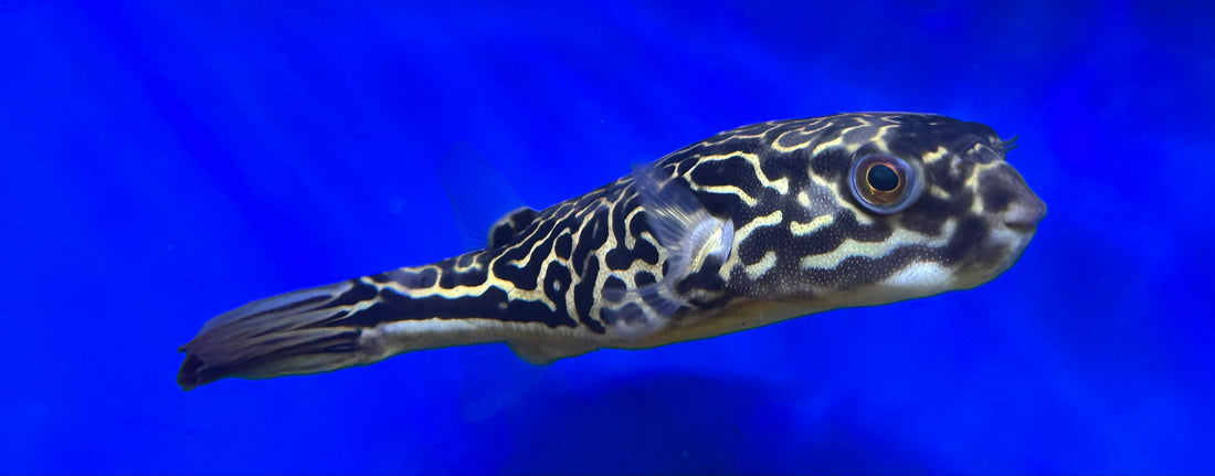 MBU Puffer (6”)