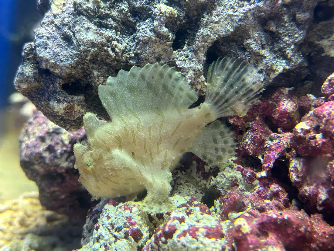 Angler Fish (3.5-4”)