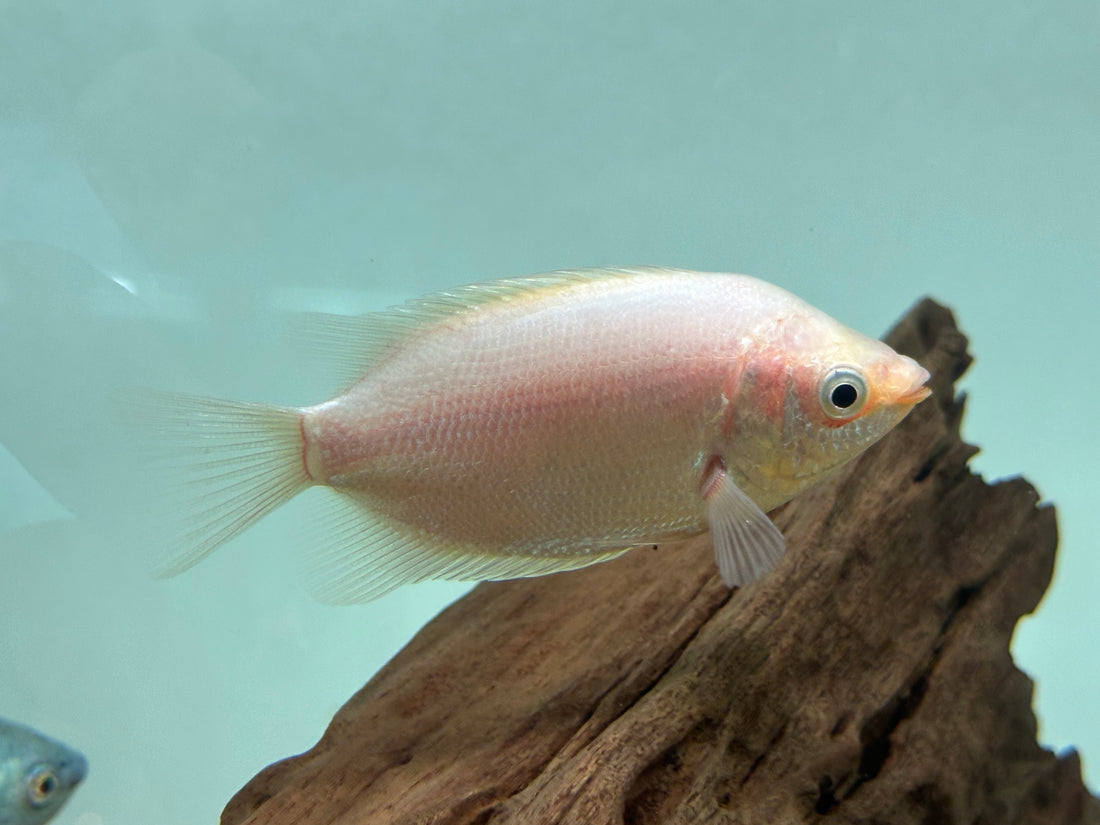 XL Assorted Gourami (3.5-4”)