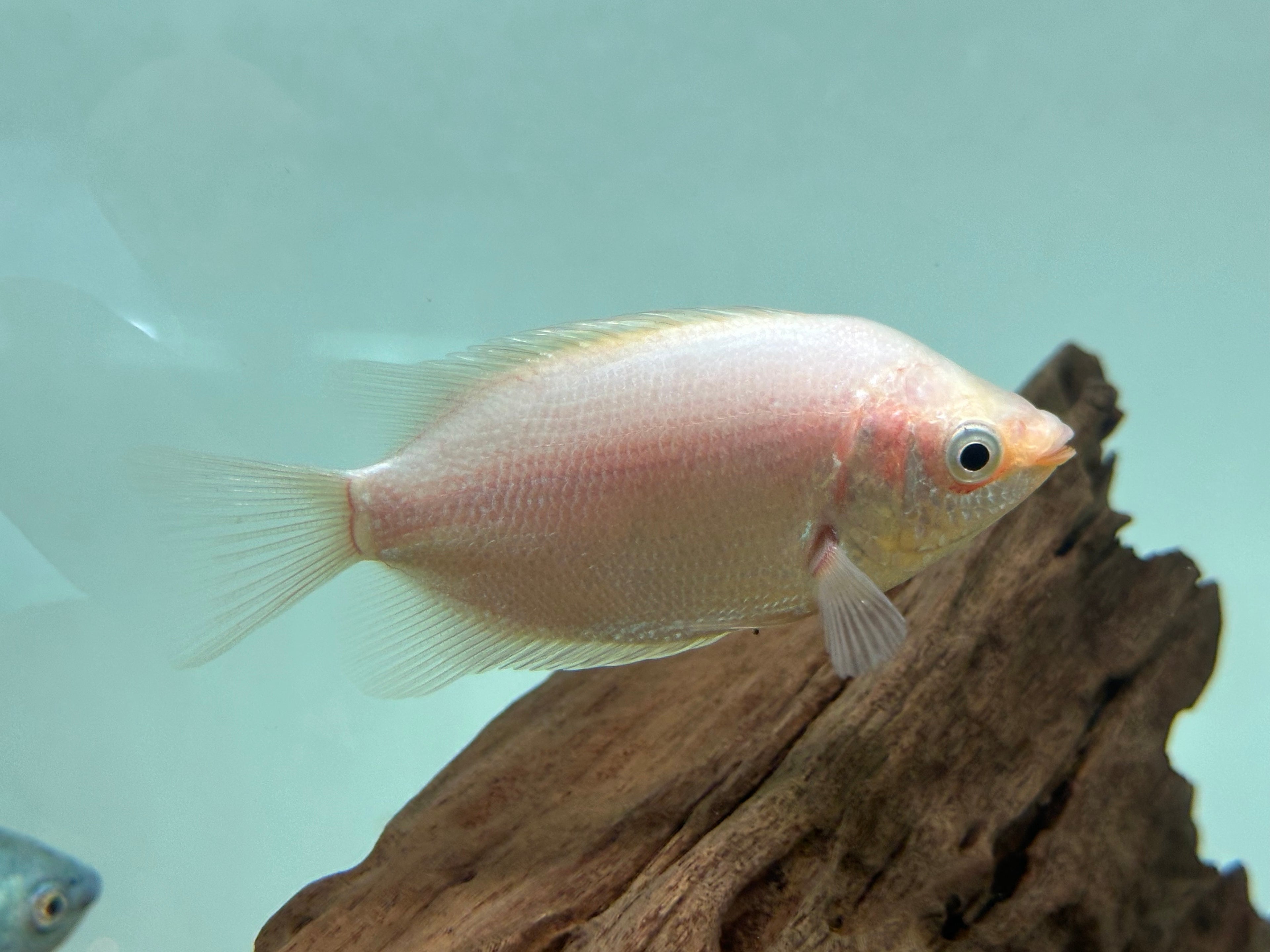 XL Assorted Gourami (3.5-4”)