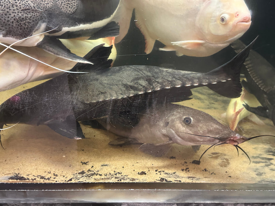 Jumbo Ripsaw Catfish (22-24”)