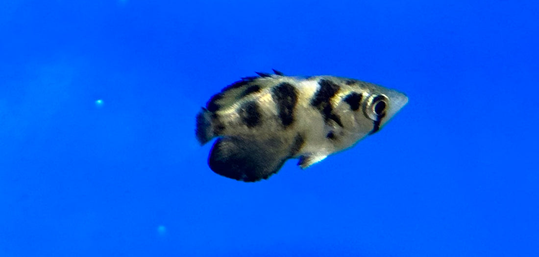 Clouded Archer Fish (1.5”)