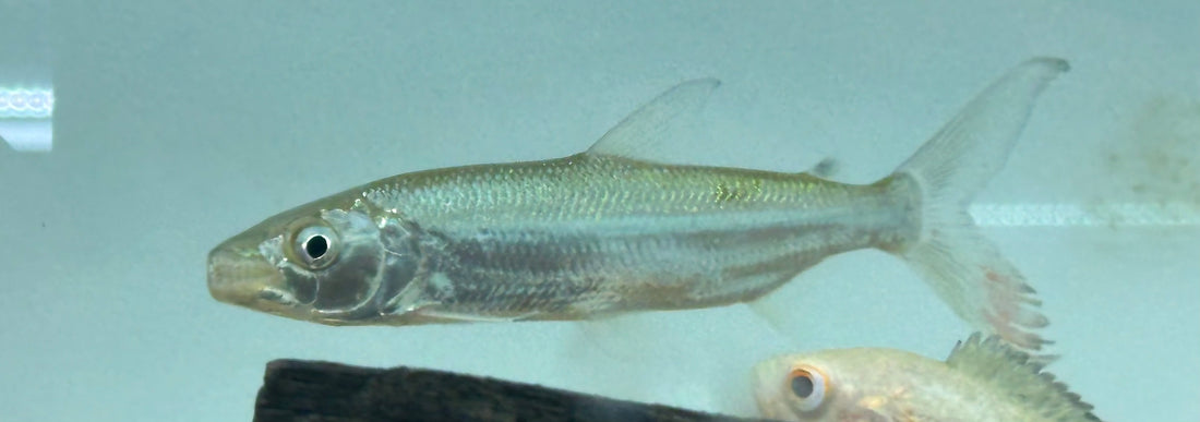 Goliath Tiger Fish (5”)