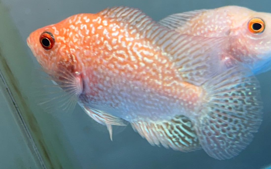 Goldenbase Flowerhorn (3”)