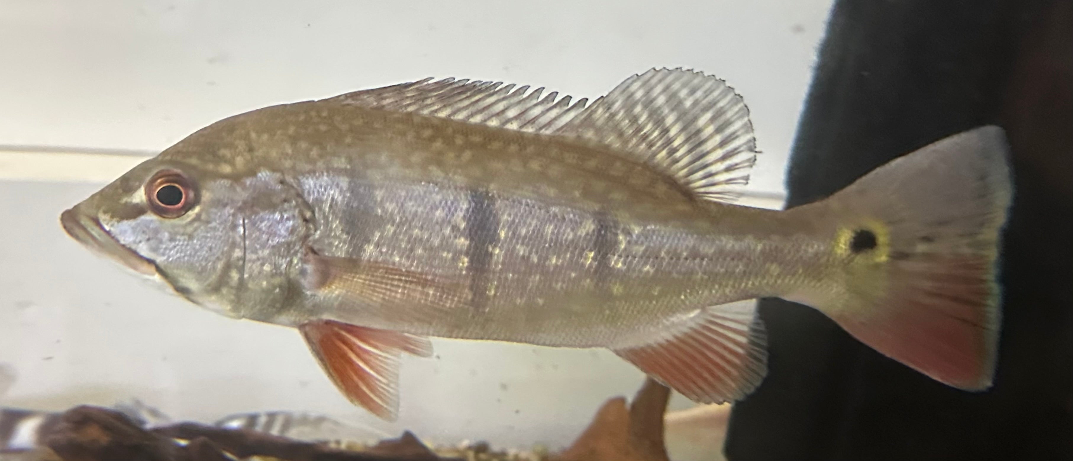 Colombian Temensis Peacock Bass (7-8”)